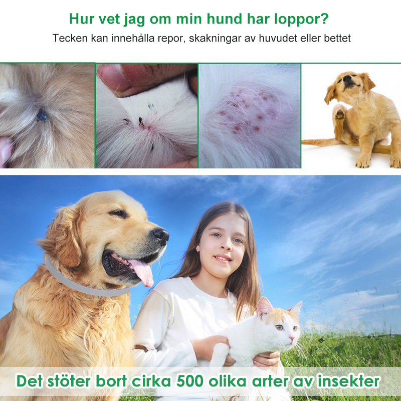 Pro Guard lopp- och fästkrage för hundar - - Pet Supplies - Trenday